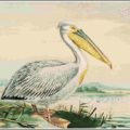 white pelican free clipart