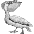 white pelican free clipart