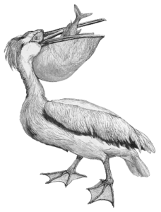 white pelican free clipart