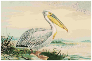 white pelican free clipart