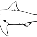 white shark bw free clipart