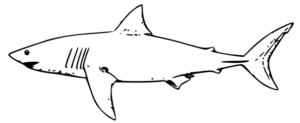 white shark bw free clipart