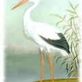 white stork free clipart