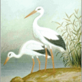 white stork free clipart