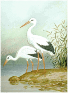 white stork free clipart