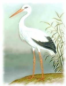 white stork free clipart
