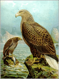 white tailed eagle free clipart
