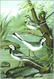 white wagtail free clipart