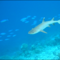 whitetip reef shark free clipart