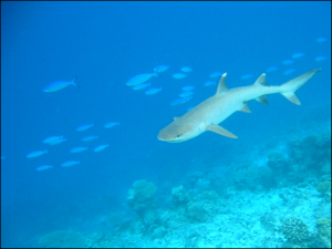 whitetip reef shark free clipart