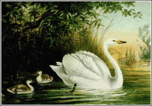 whooper swan free clipart