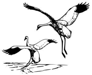 whooping crane free clipart