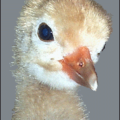 whooping crane chick free clipart