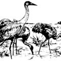 whooping cranes bw free clipart