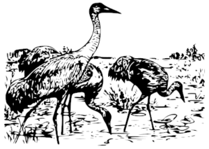 whooping cranes bw free clipart