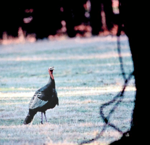 wild turkey free clipart