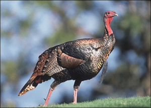 wild turkey free clipart