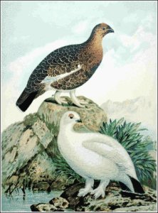 willow grouse free clipart