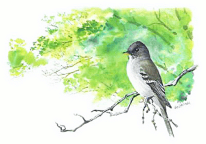 wood pewee free clipart