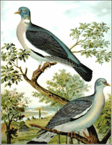 wood pigeon ring dove free clipart