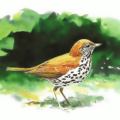 wood thrush free clipart