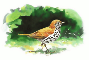 wood thrush free clipart