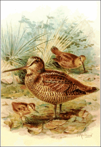woodcock free clipart