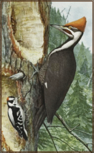 woodpeckers free clipart