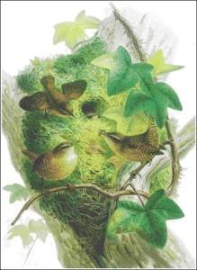 wren free clipart