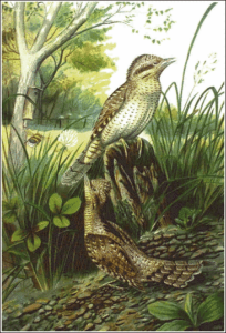 wryneck free clipart
