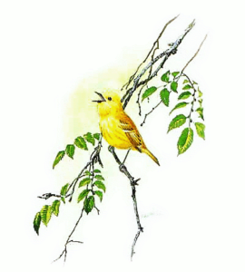 yellow warbler free clipart