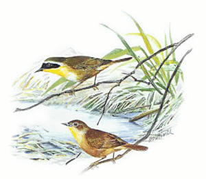 yellowthroat free clipart