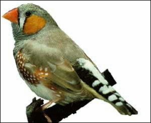 zebra finch free clipart
