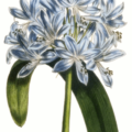 african lily free clipart