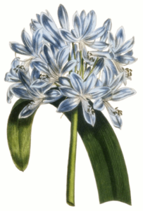 african lily free clipart