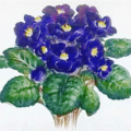 african violet free clipart