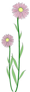 alpine daisy free clipart