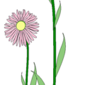 alpine daisy free clipart