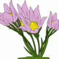 anemone patens free clipart