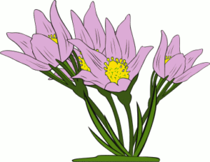 anemone patens free clipart