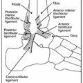 ankle anatomy free clipart