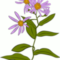 aster conspicuus free clipart