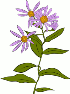 aster conspicuus free clipart