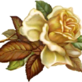 beautiful rose free clipart