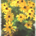 black eyed susans free clipart