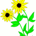 blackeyed susan free clipart