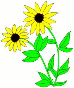 blackeyed susan free clipart