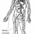 blood vessels free clipart