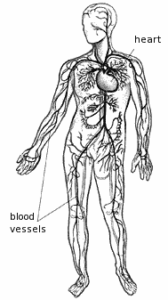 blood vessels free clipart