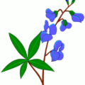 blue bonnet free clipart